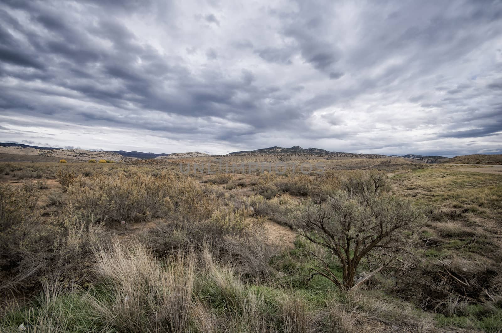 Desert Landscape in Western Colorado, United States