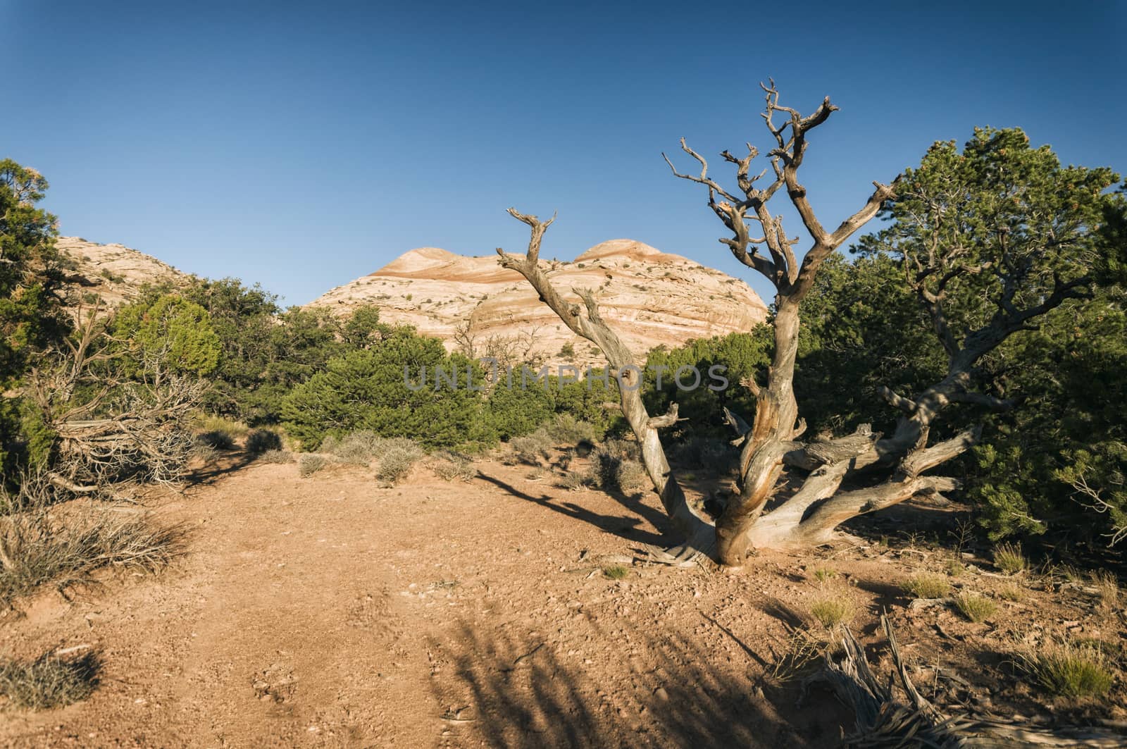 Arches National Park, USA by patricklienin