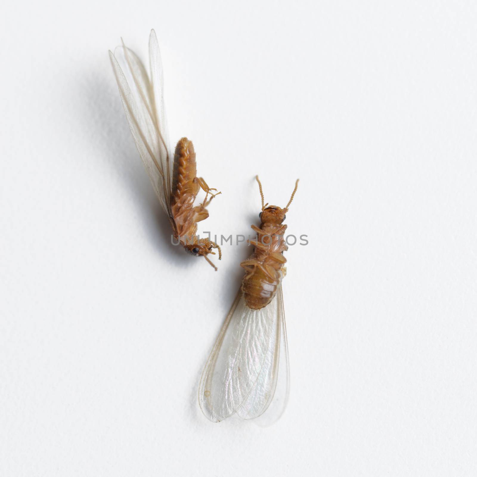 termite white ant dead by antpkr
