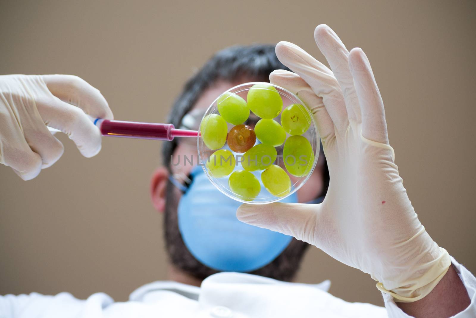 Scientist creating GMO grapes by rmbarricarte