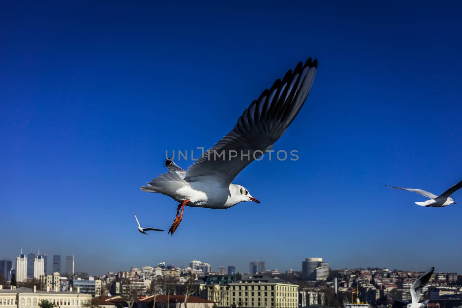A shot of seagulls in flight flying over Istanbul, Turkey.