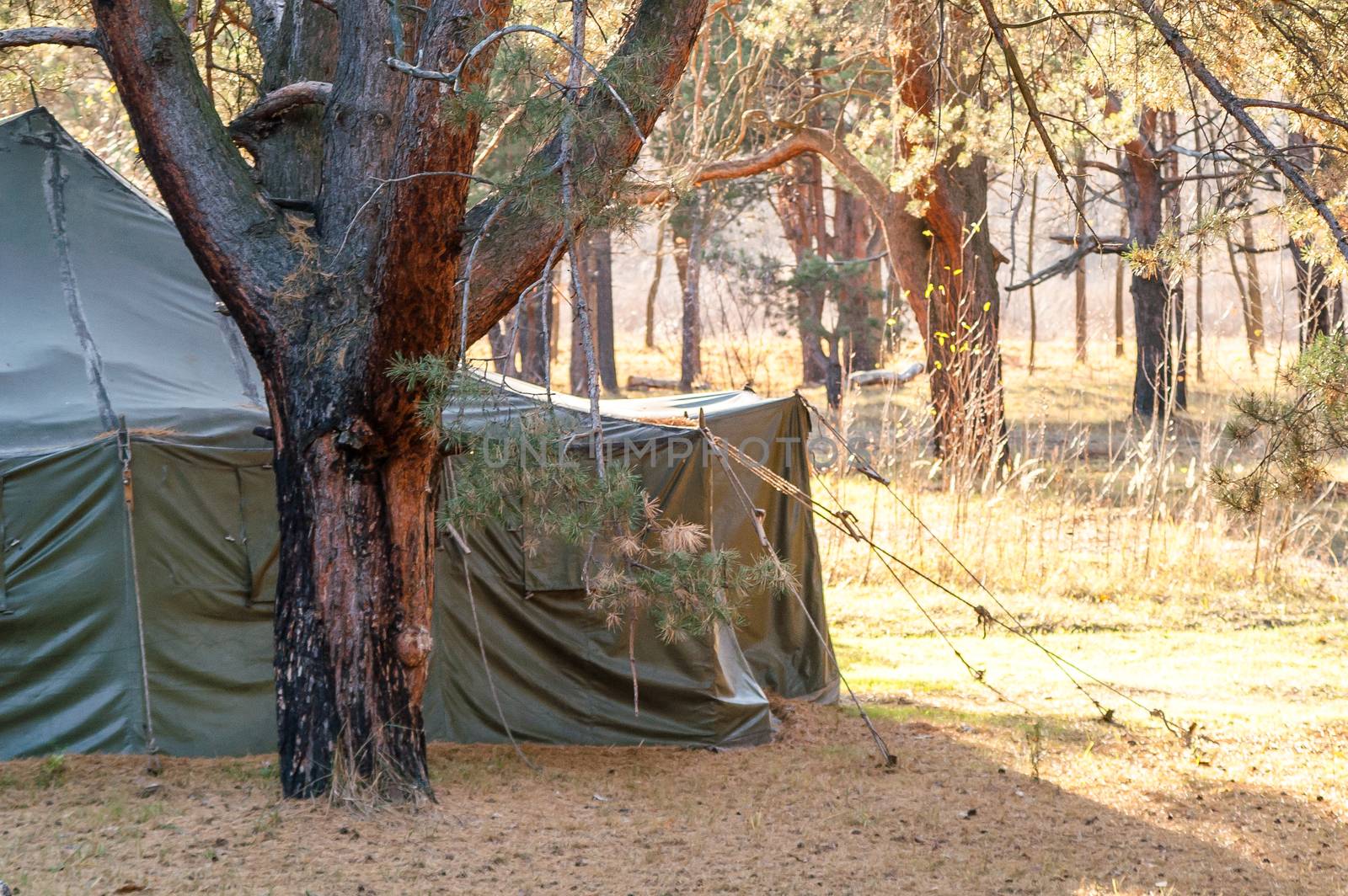 Green tent with tent camping, camping in the woods