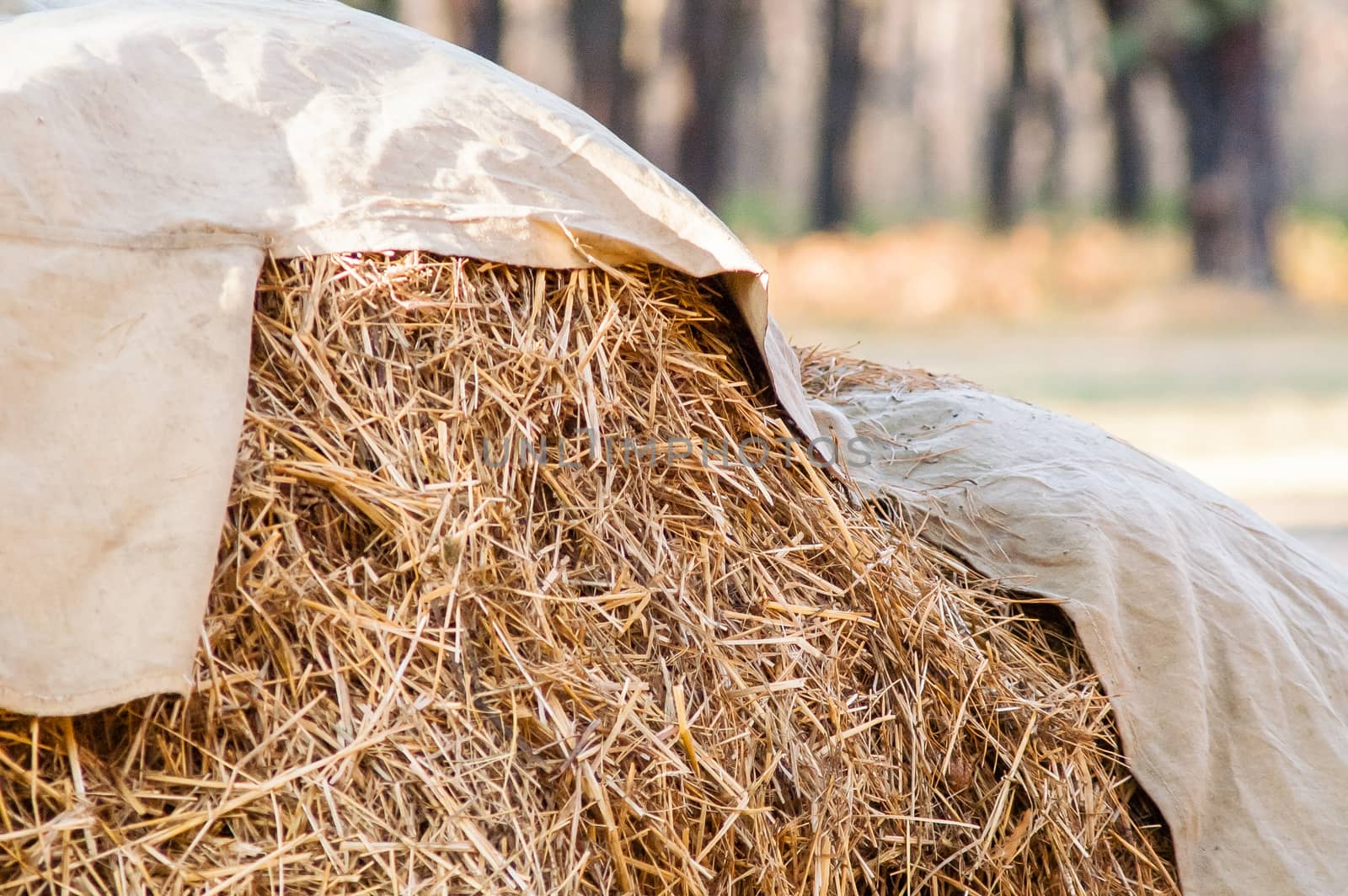 closed straw, wood by antonius_