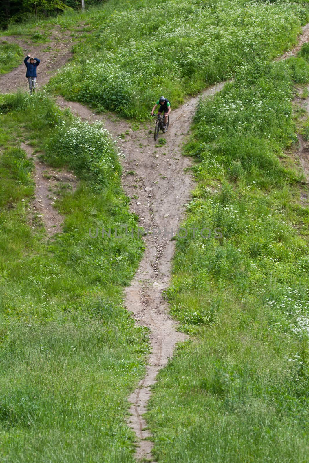 Landscape forest in denmark in the summer