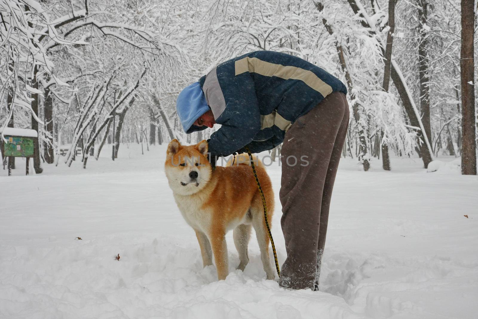 Akita Inu and its owner in public park during  blizzard