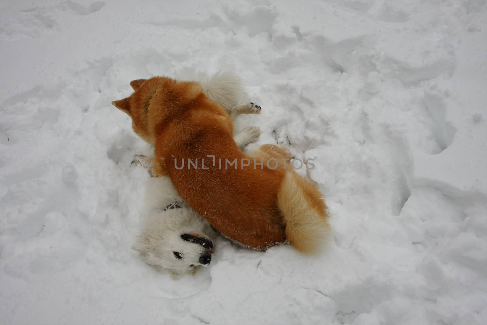 Akita Inu and Samoyed palying in the snow