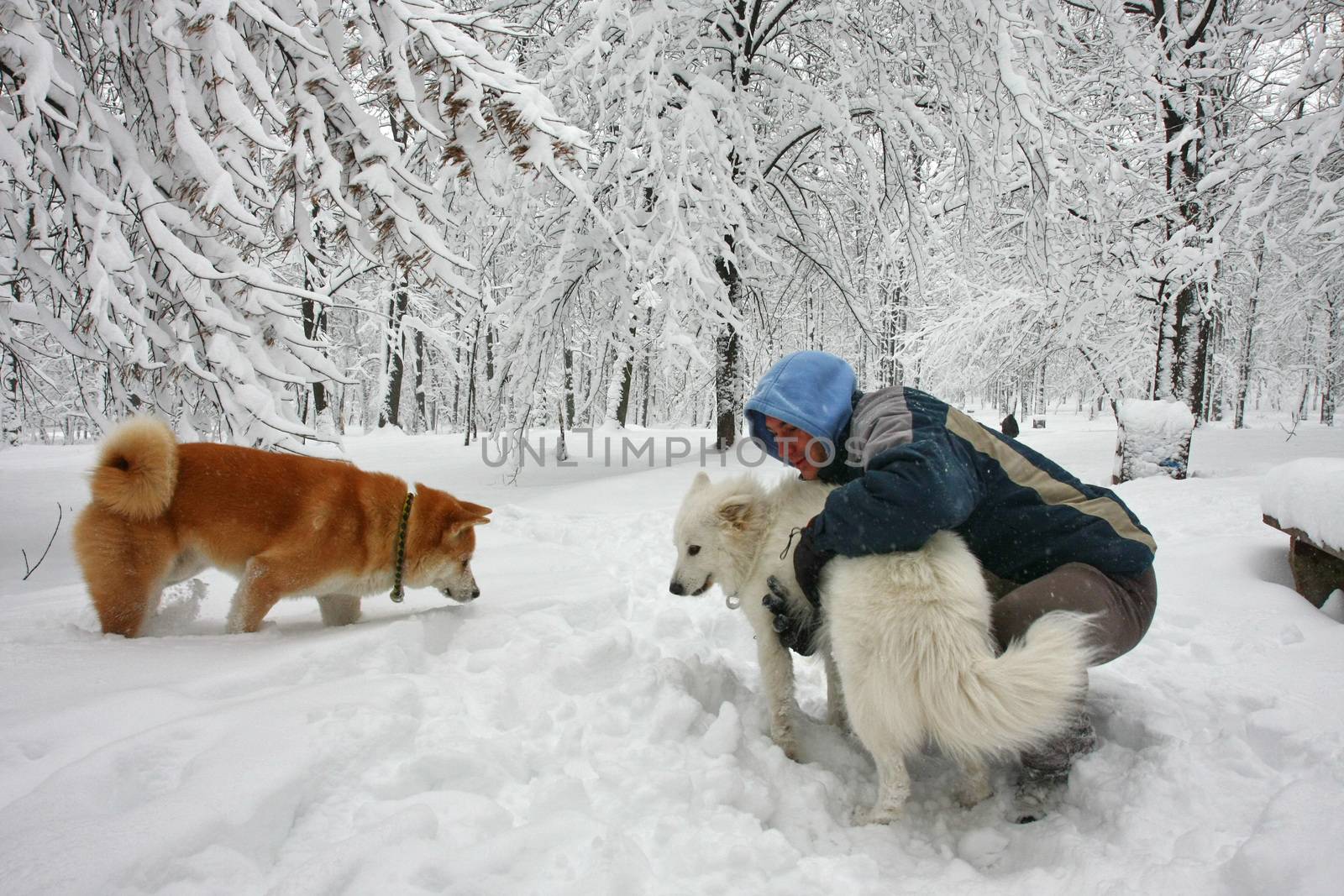 Dogs and man in the snow by tdjoric