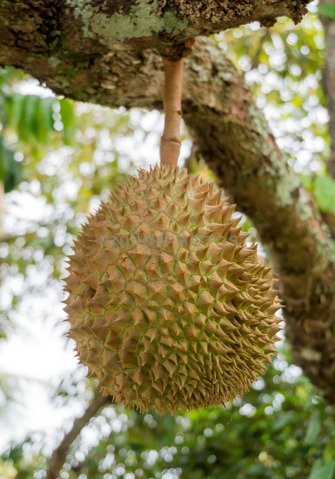 Durian on the tree by nop16
