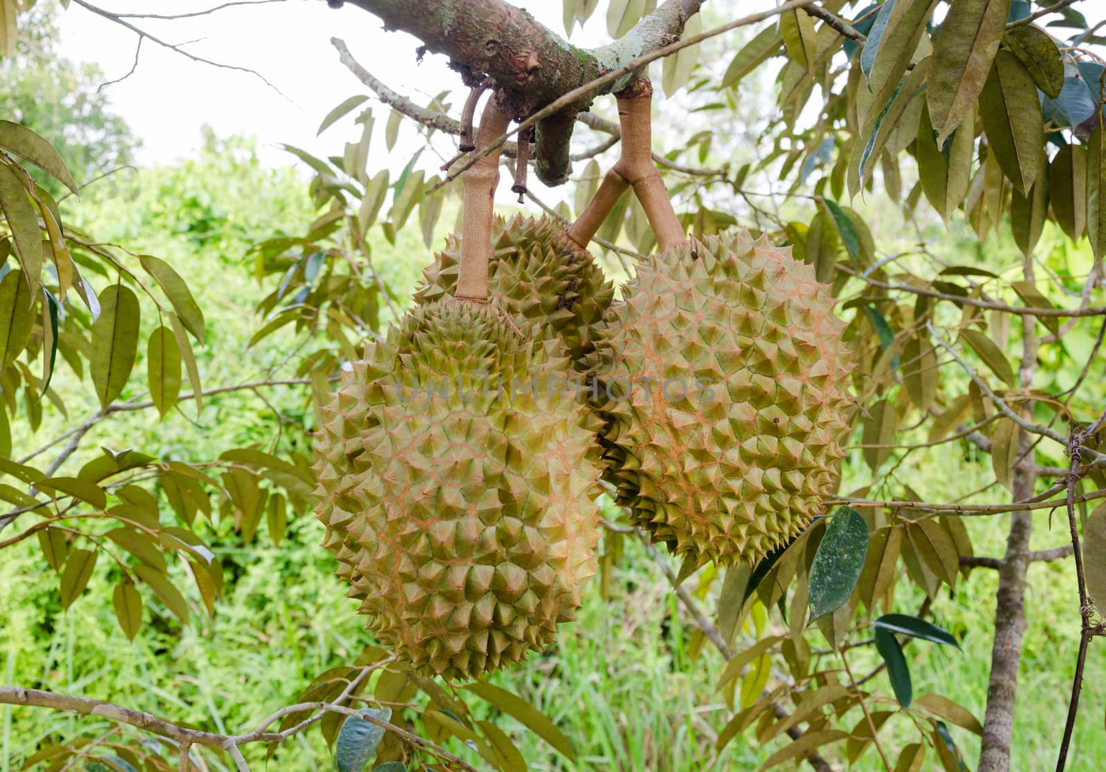 Durians on the tree by nop16