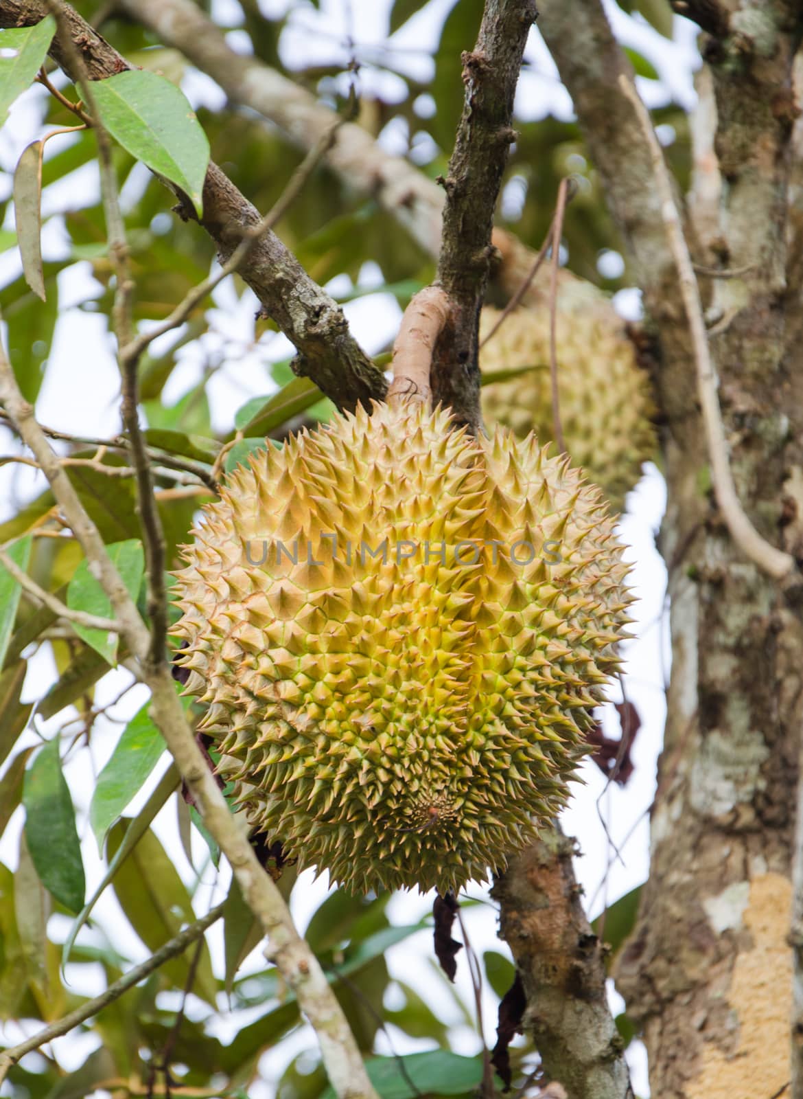 Fresh durian on its tree in the orchard