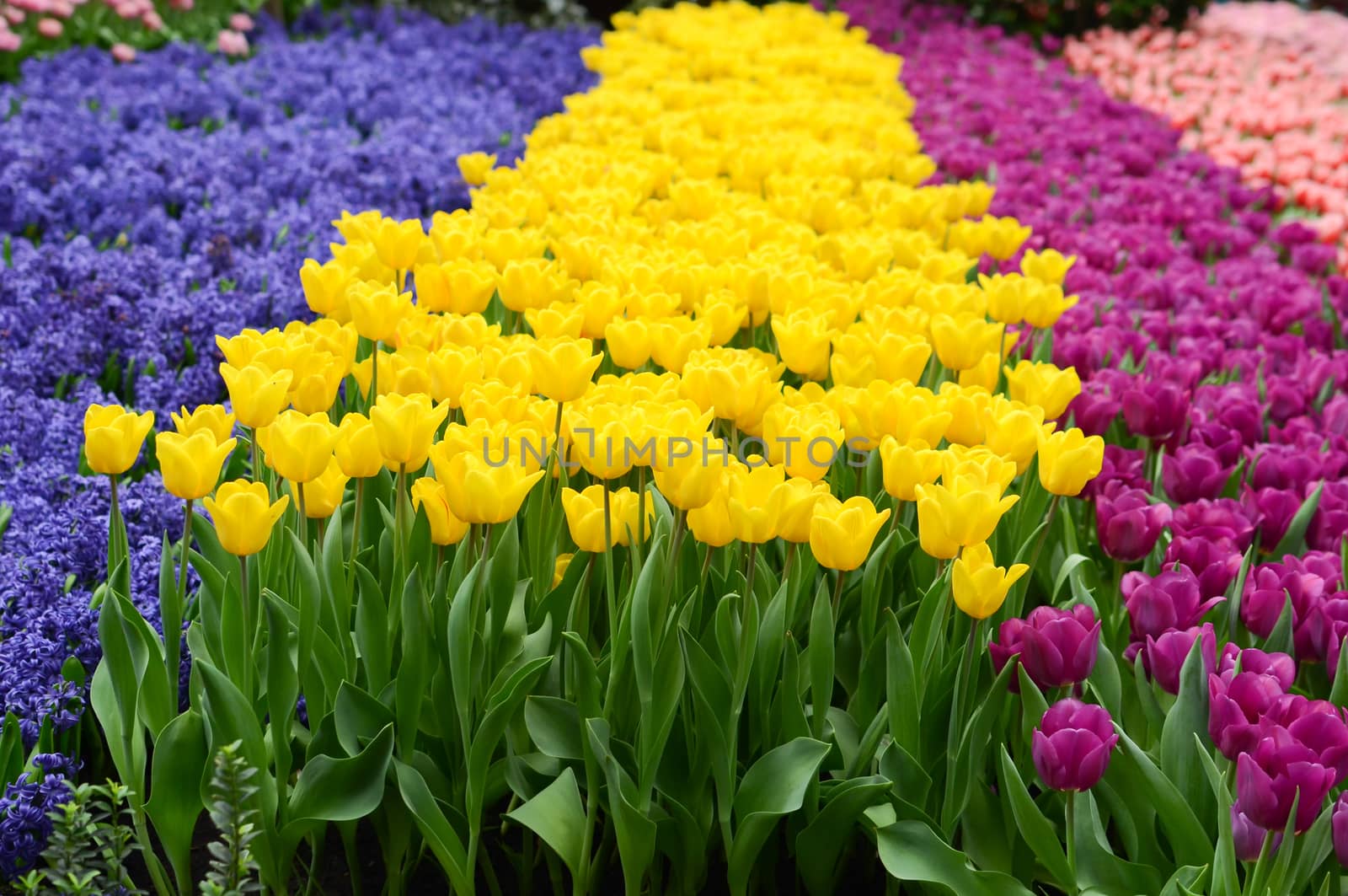 field of tulips by nop16
