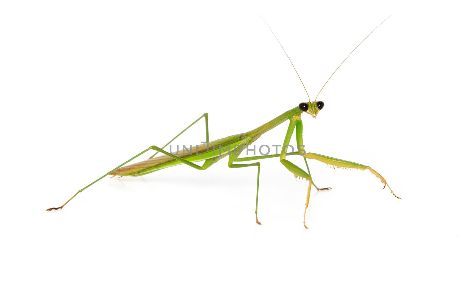 Mantis on white background by nop16