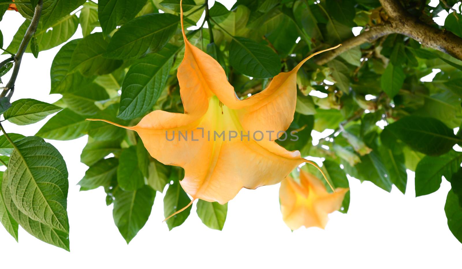 Yellow Angel Trumpets Flowers by nop16