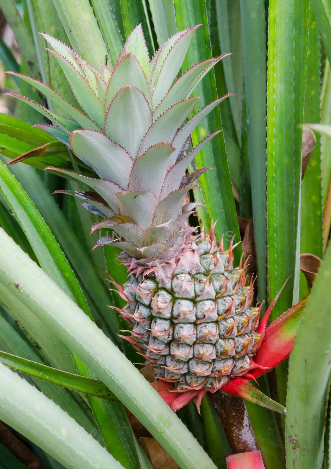pineapple by nop16