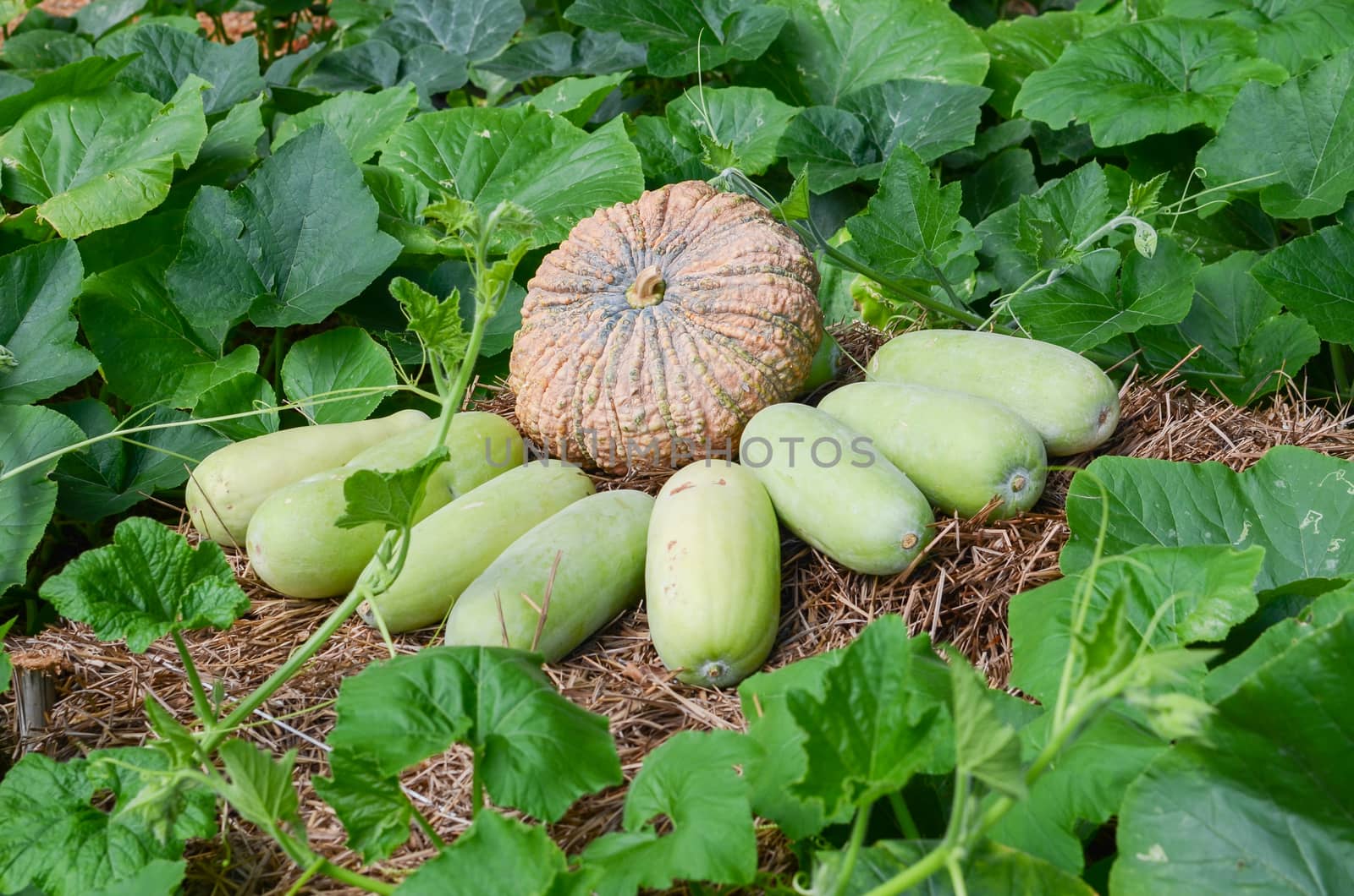 Wax gourd and pumpkin on the straw in the pumpkin patch.