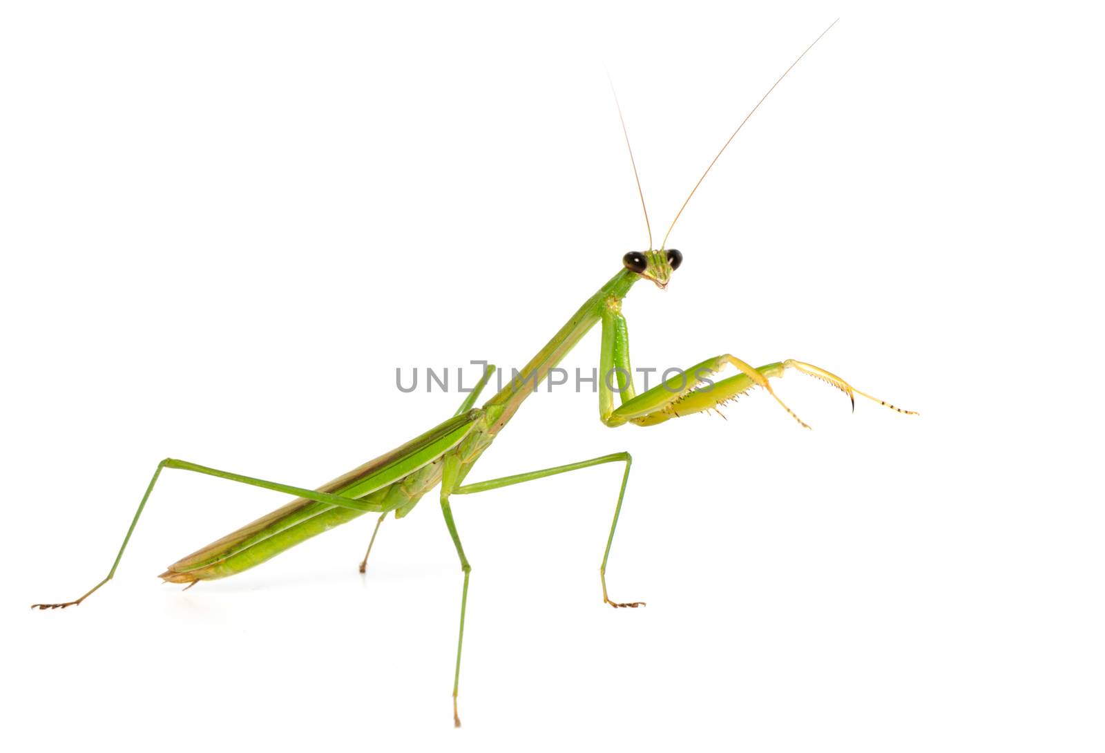 Mantis on white background by nop16