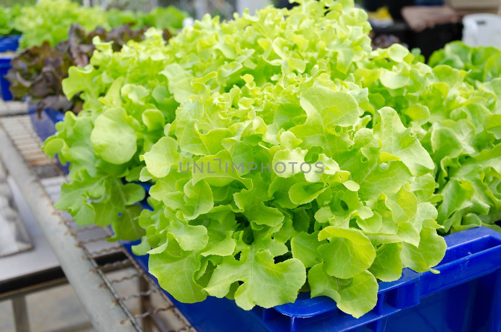HYDROPONIC vegetables grown in blue plastic containers.