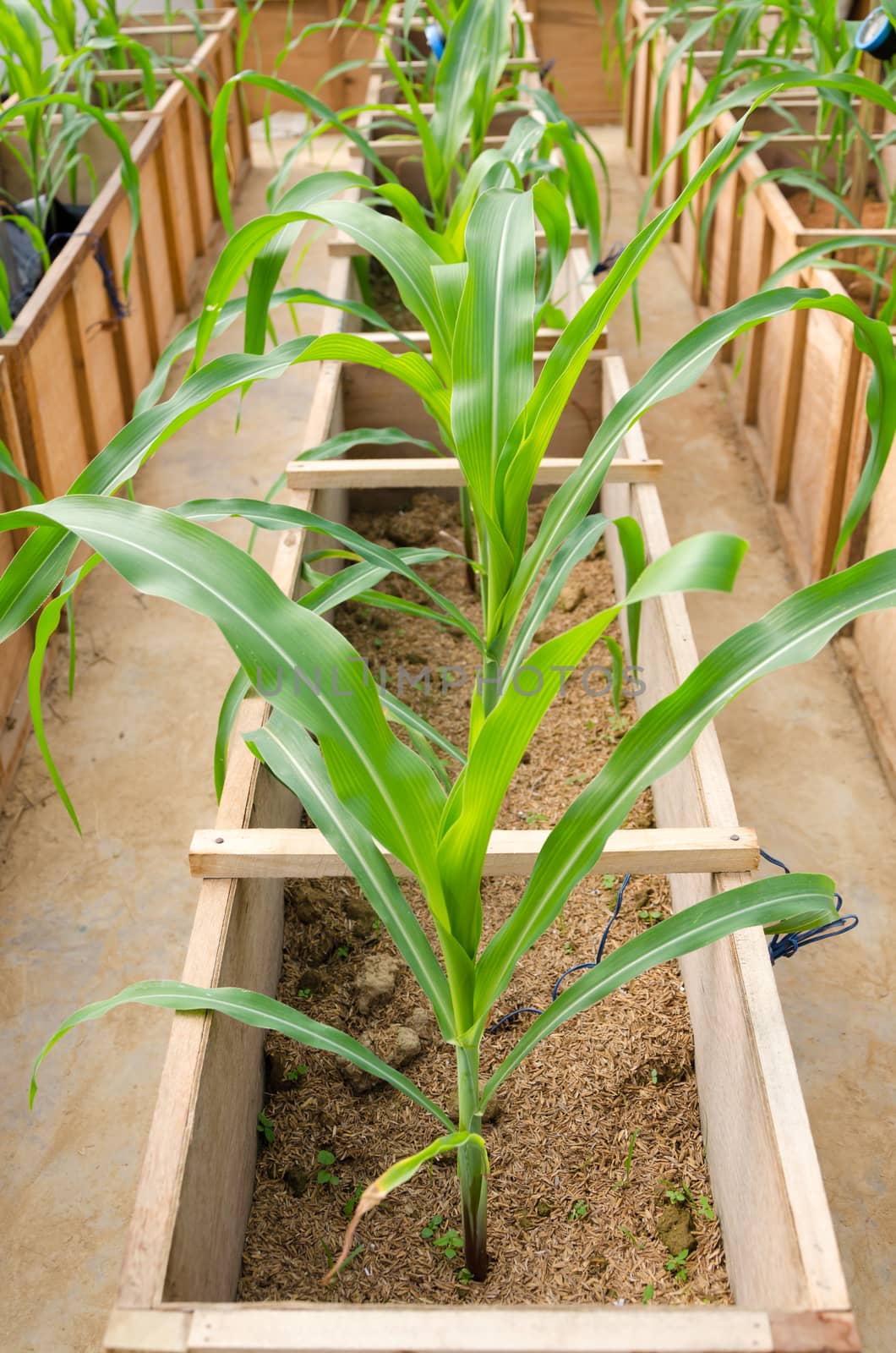 experiment  growing corn in Space is limited.