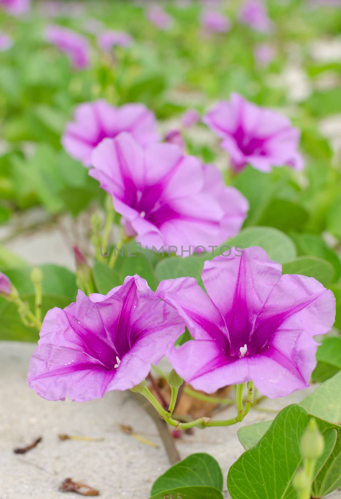 Ipomoea flowers on the beaches of Thailand.