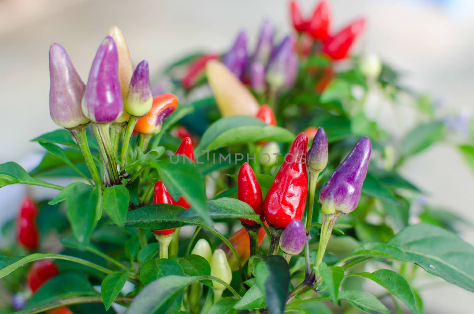 Chili with small purple and red for ornamental gardens. , Have another name called Bolivian Rainbow Chili.