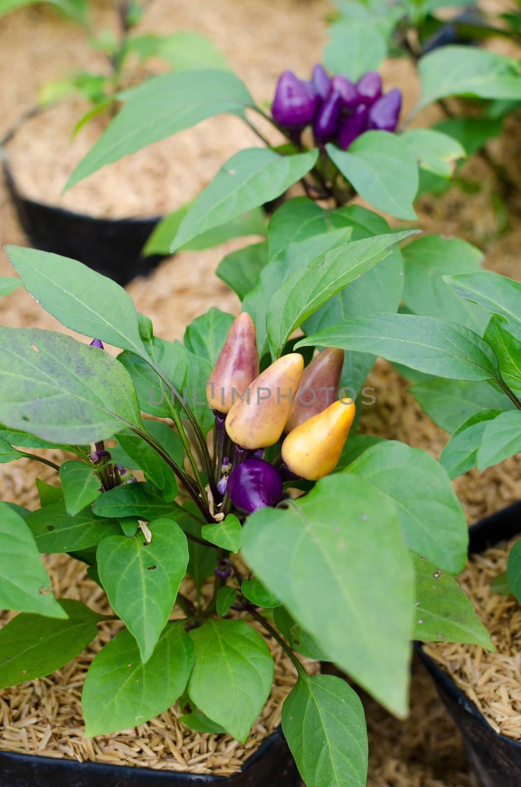 Chili with small purple  for ornamental gardens. , Have another name called Bolivian Rainbow Chili.