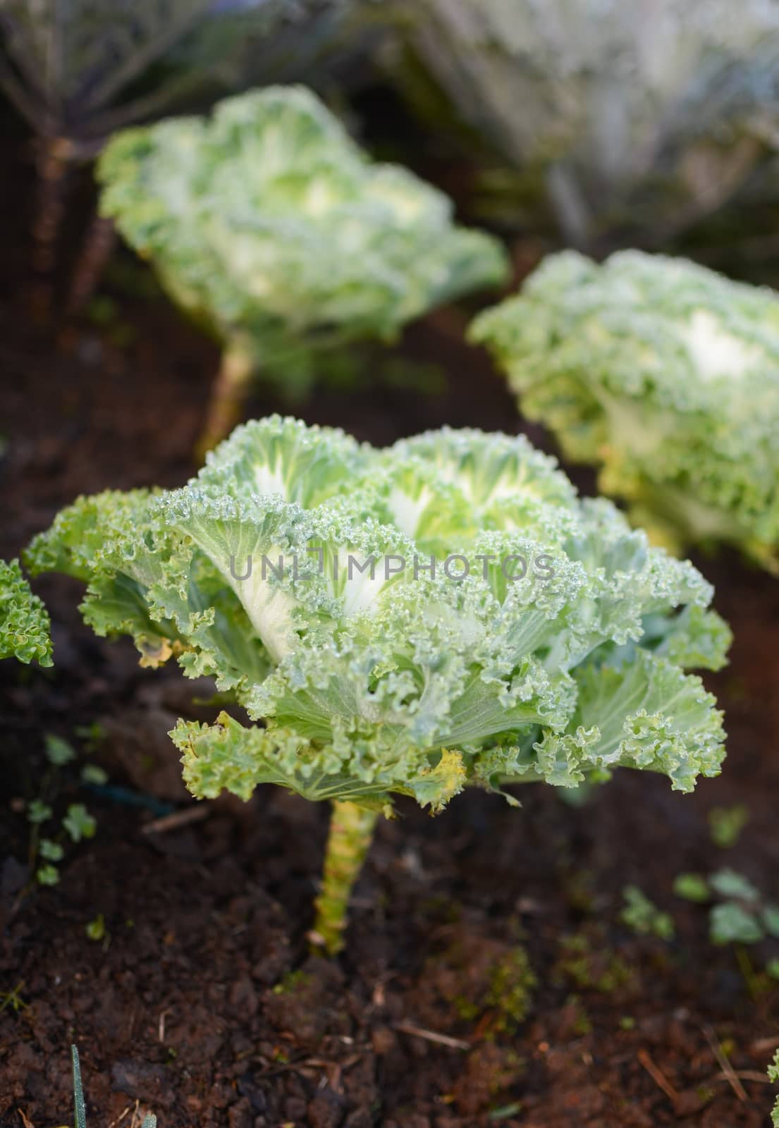 Green Lettuce on field