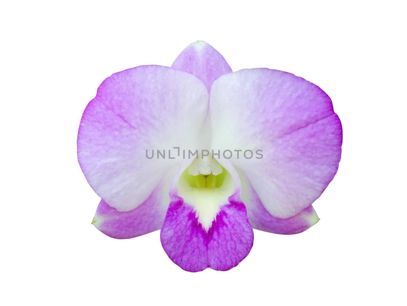 Beautiful purple orchid flower isolated on white background.
