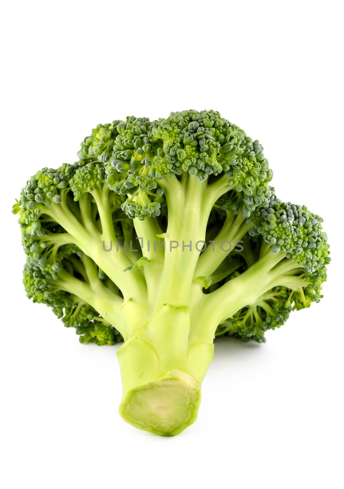 Fresh raw broccoli isolated on white background