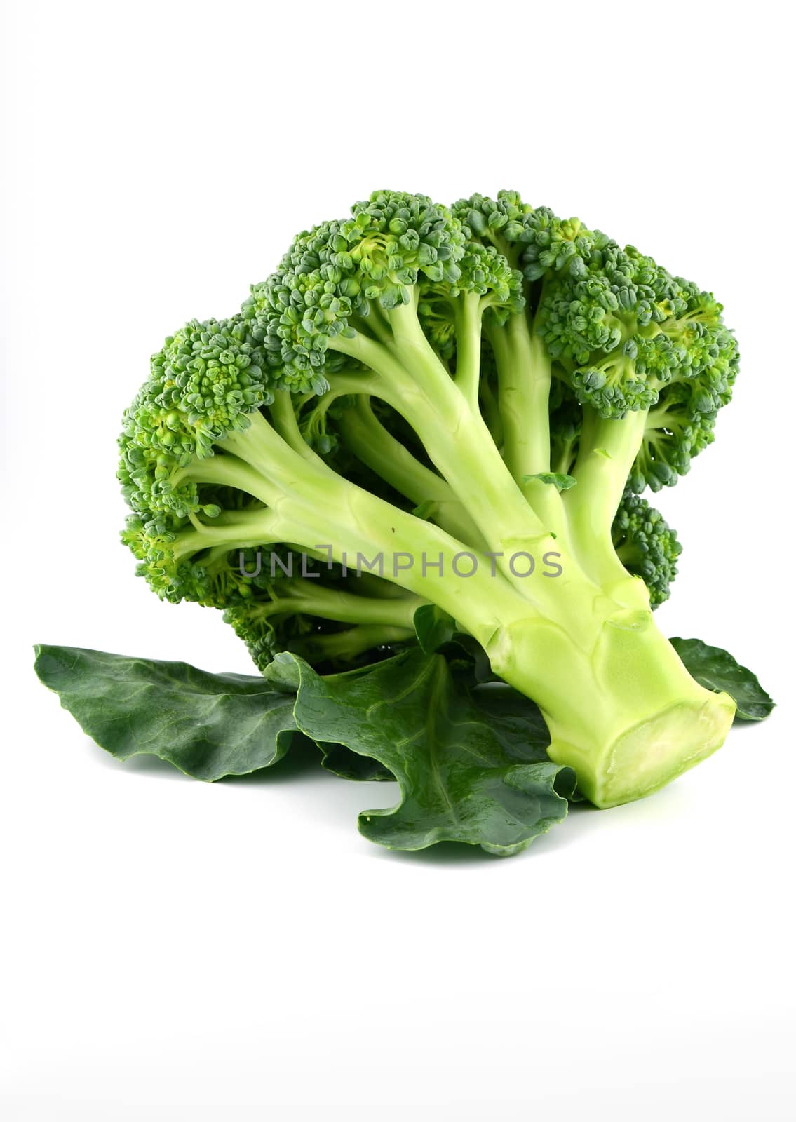 Fresh raw broccoli isolated on white background