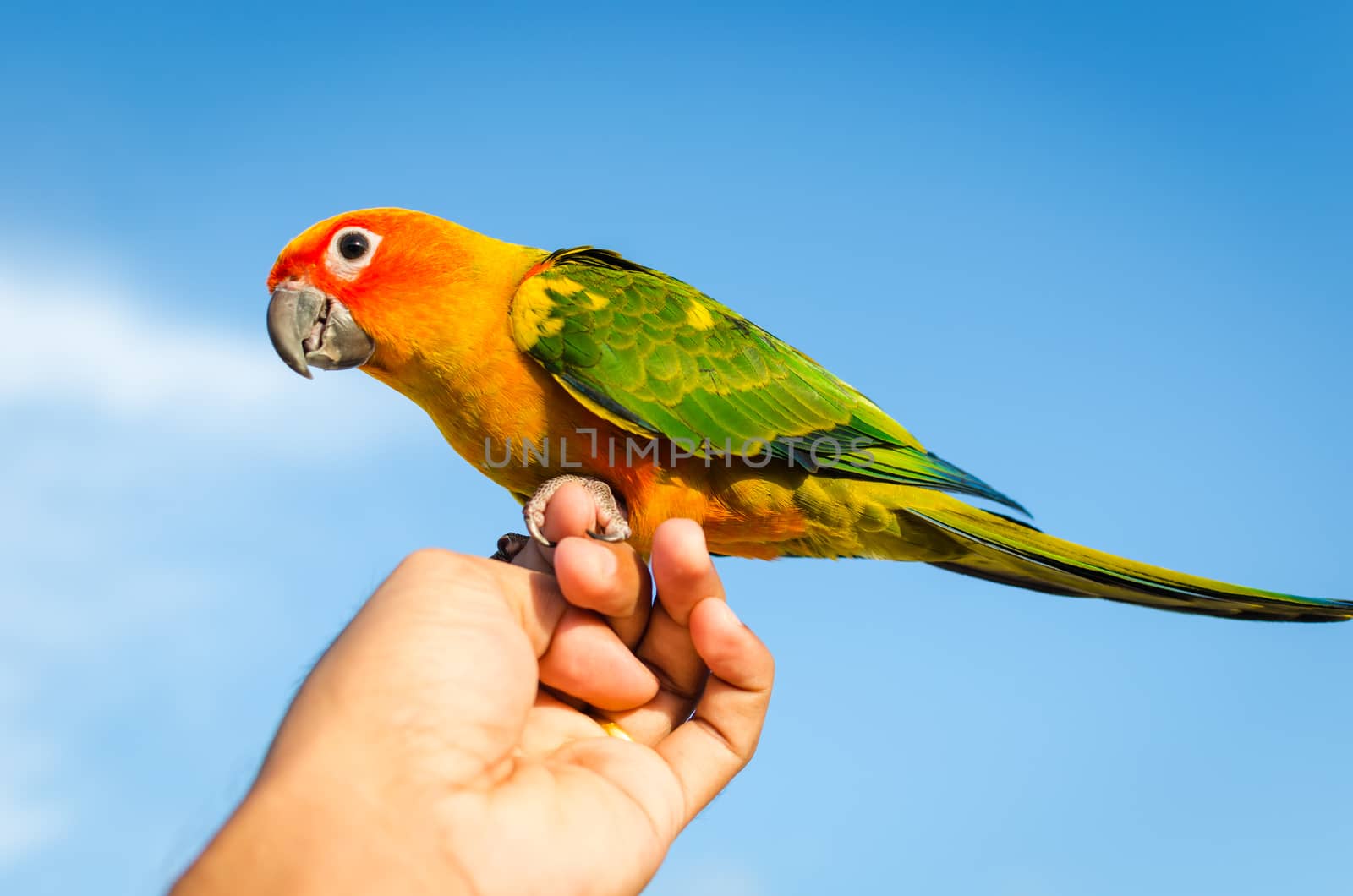 Sun Conure Parrot perched on hand with blue sky.