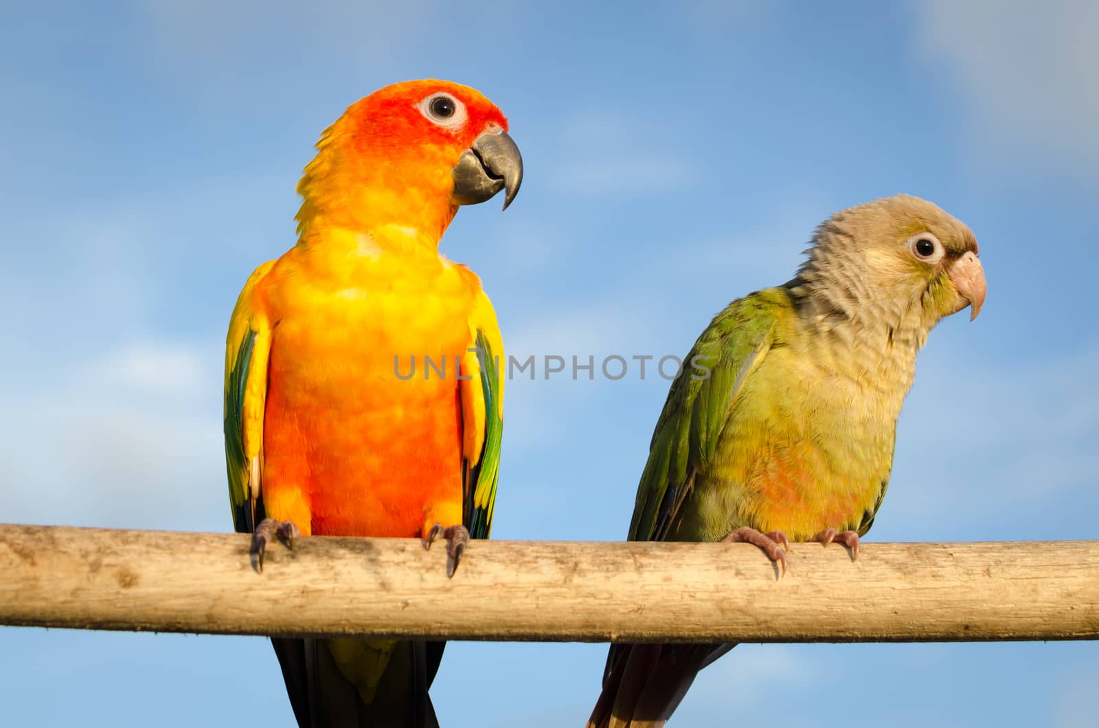Beautiful colorful parrot, Sun Conure (Aratinga solstitialis),native bird to northeastern South America.