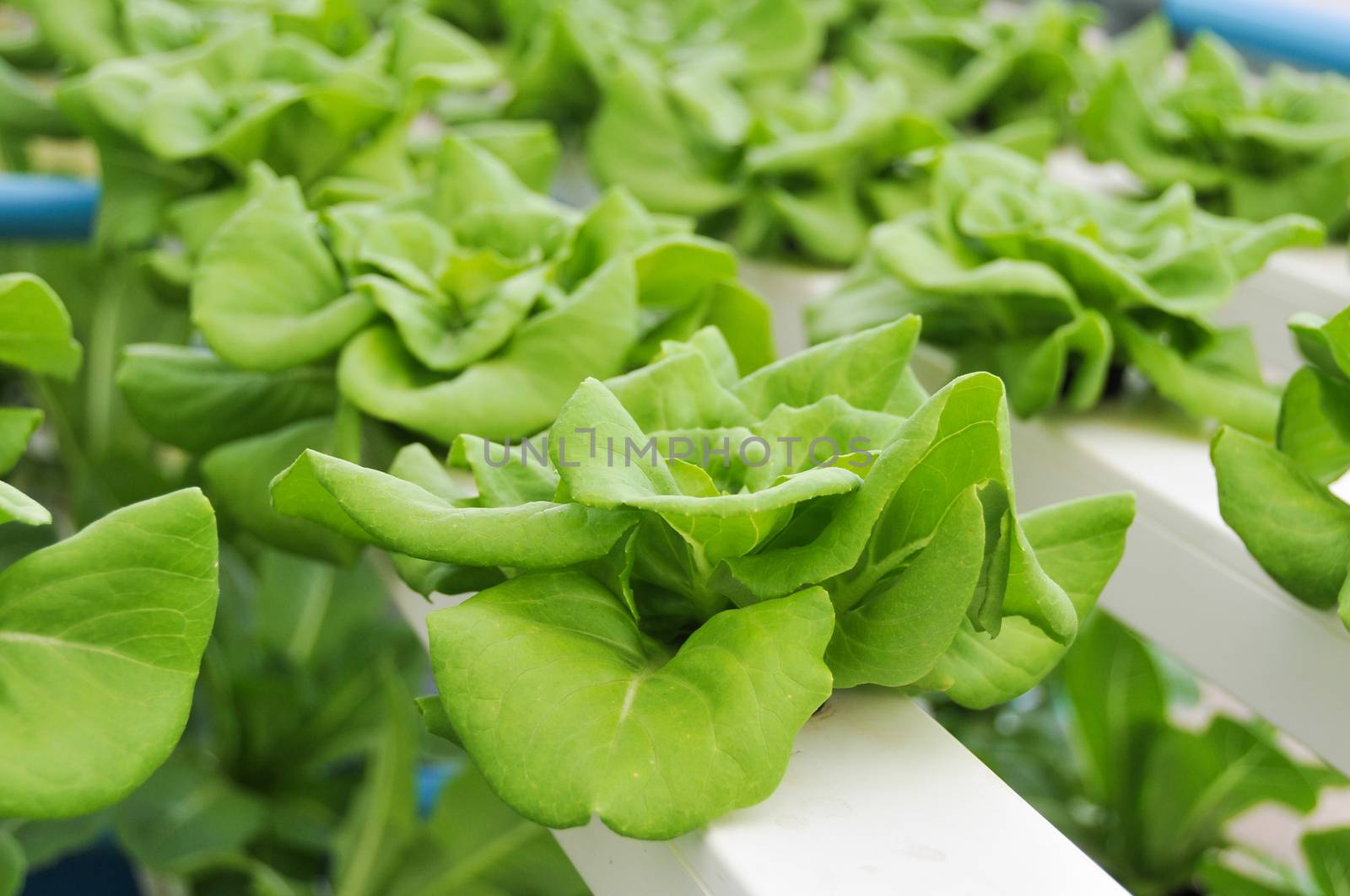 Hydroponics  grow vegetables without using soil.