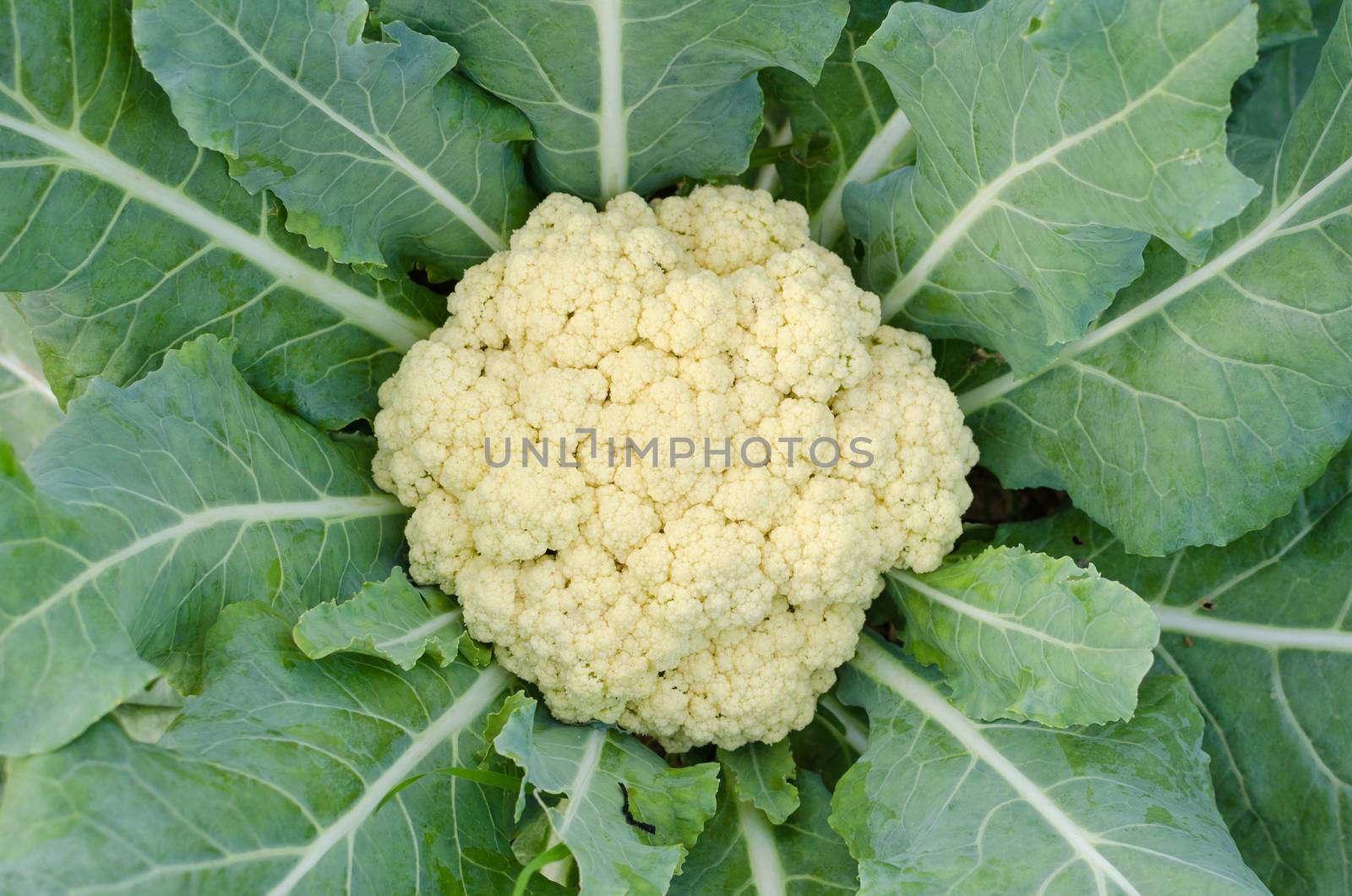 close-up of the cauliflower in the vegetable garden