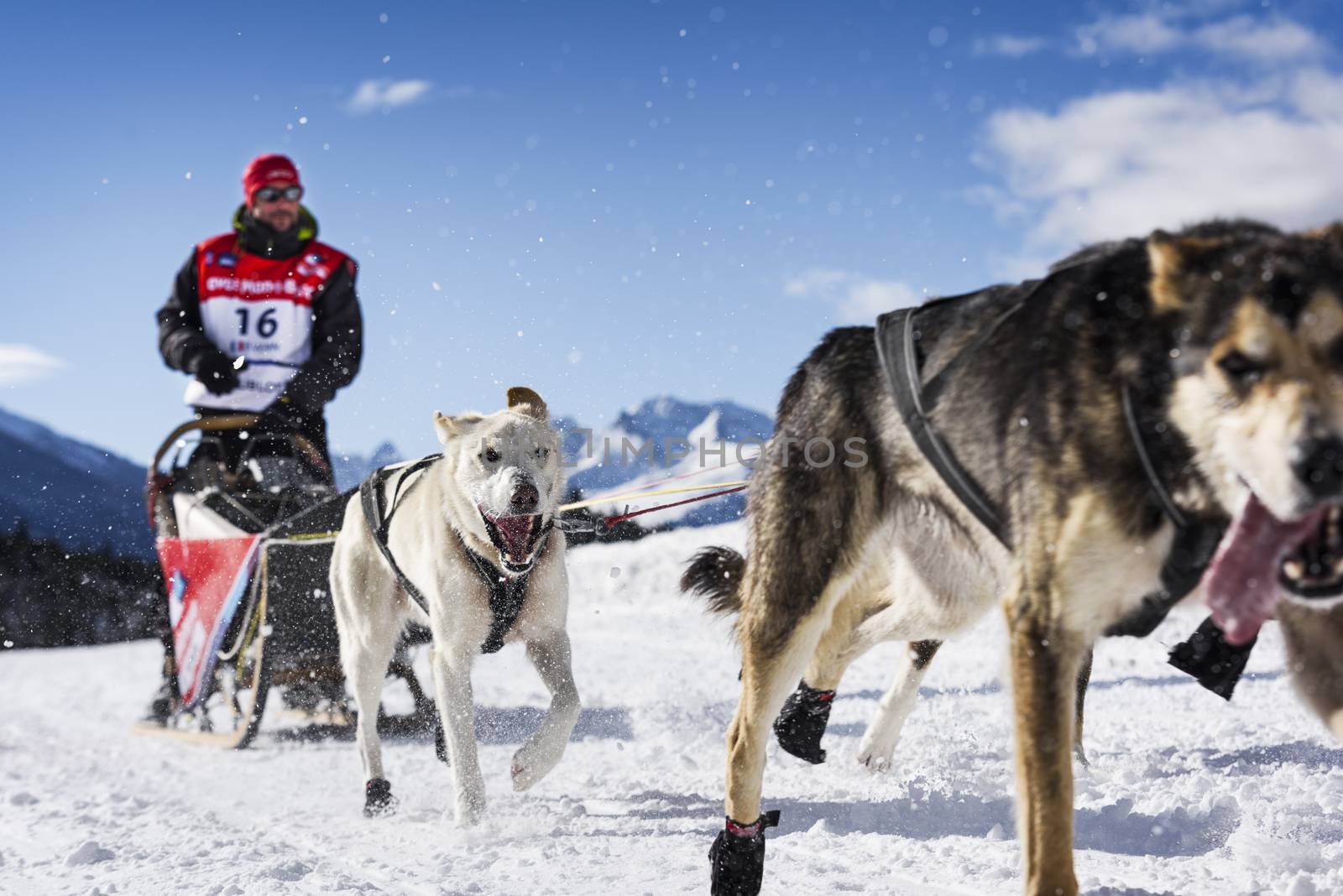 SARDIERES VANOISE, FRANCE - JANUARY 20 2016 - the GRANDE ODYSSEE the hardest mushers race in savoie Mont-Blanc, Benoit Verin, french musher, Vanoise, Alps