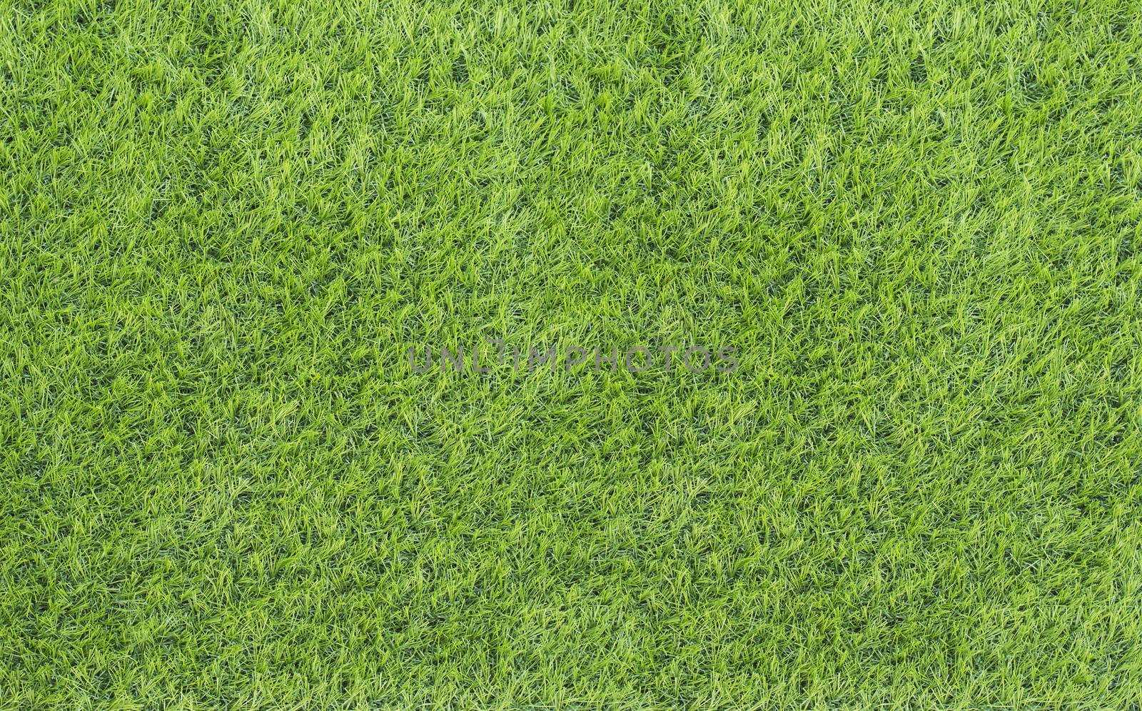 Large Green Grass texture