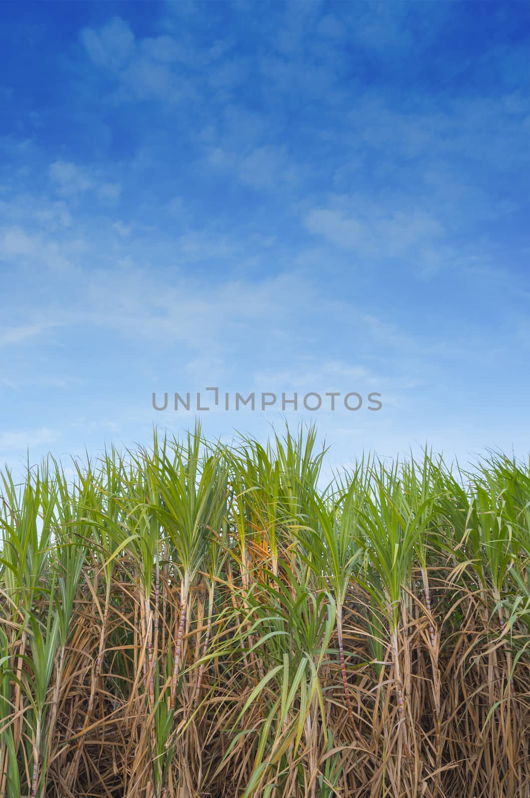 Sugarcane field in blue sky
