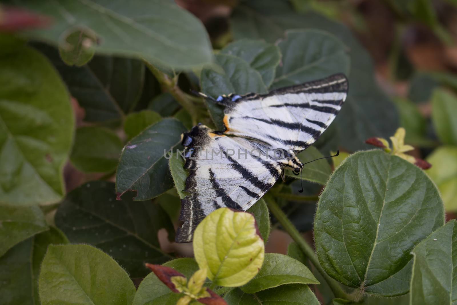 Calm moment of a butterfly with black and white stripes on a bush, among leaves.