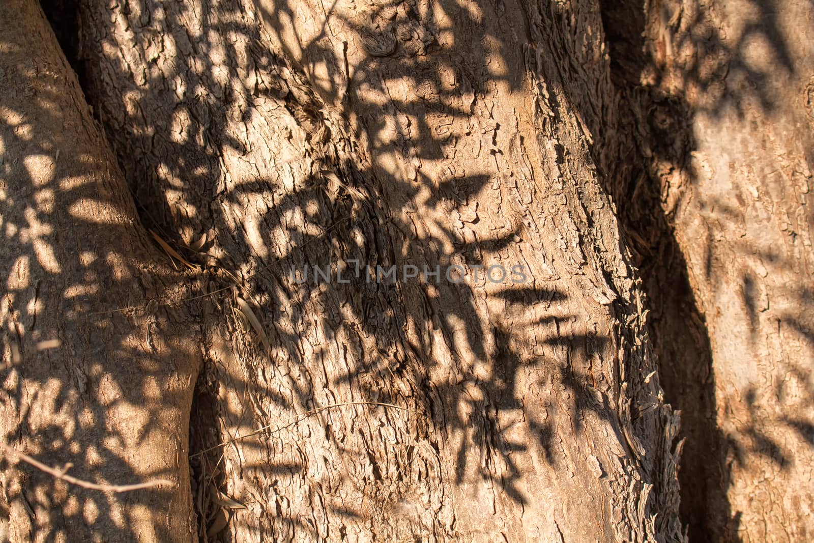 Olive Tree Trunk with Branches Shadows by YassminPhoto