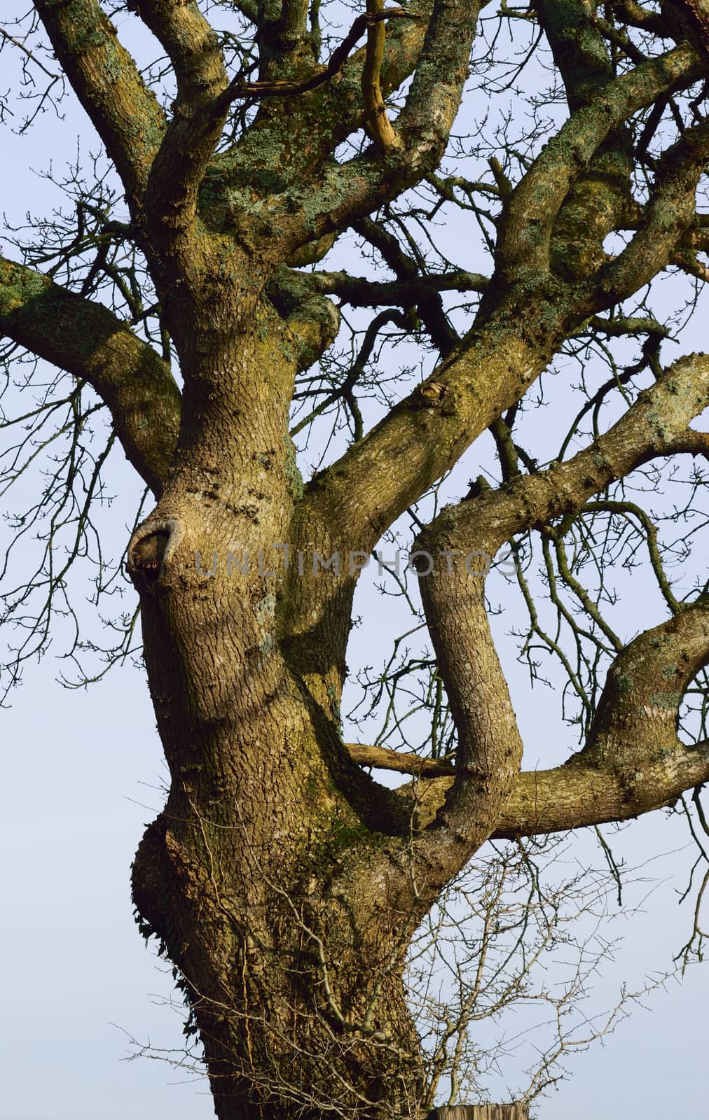 Images of trees without their leaves, taken in the depth of winter.