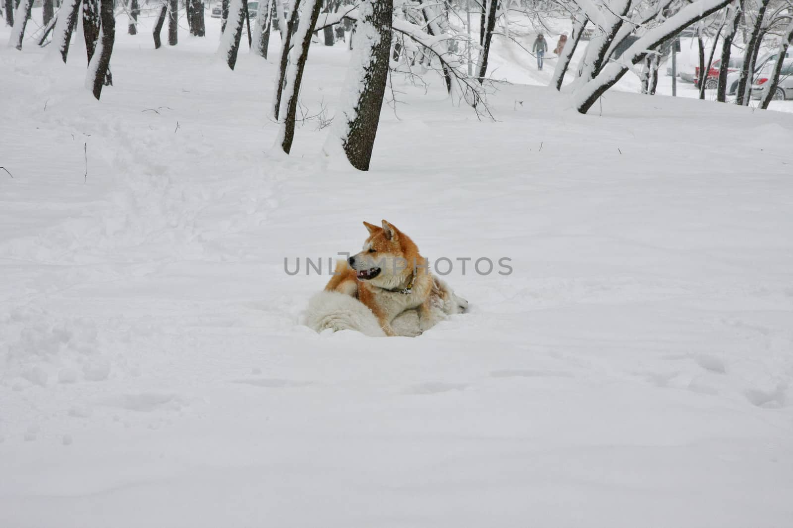 Dog games in the snow by tdjoric