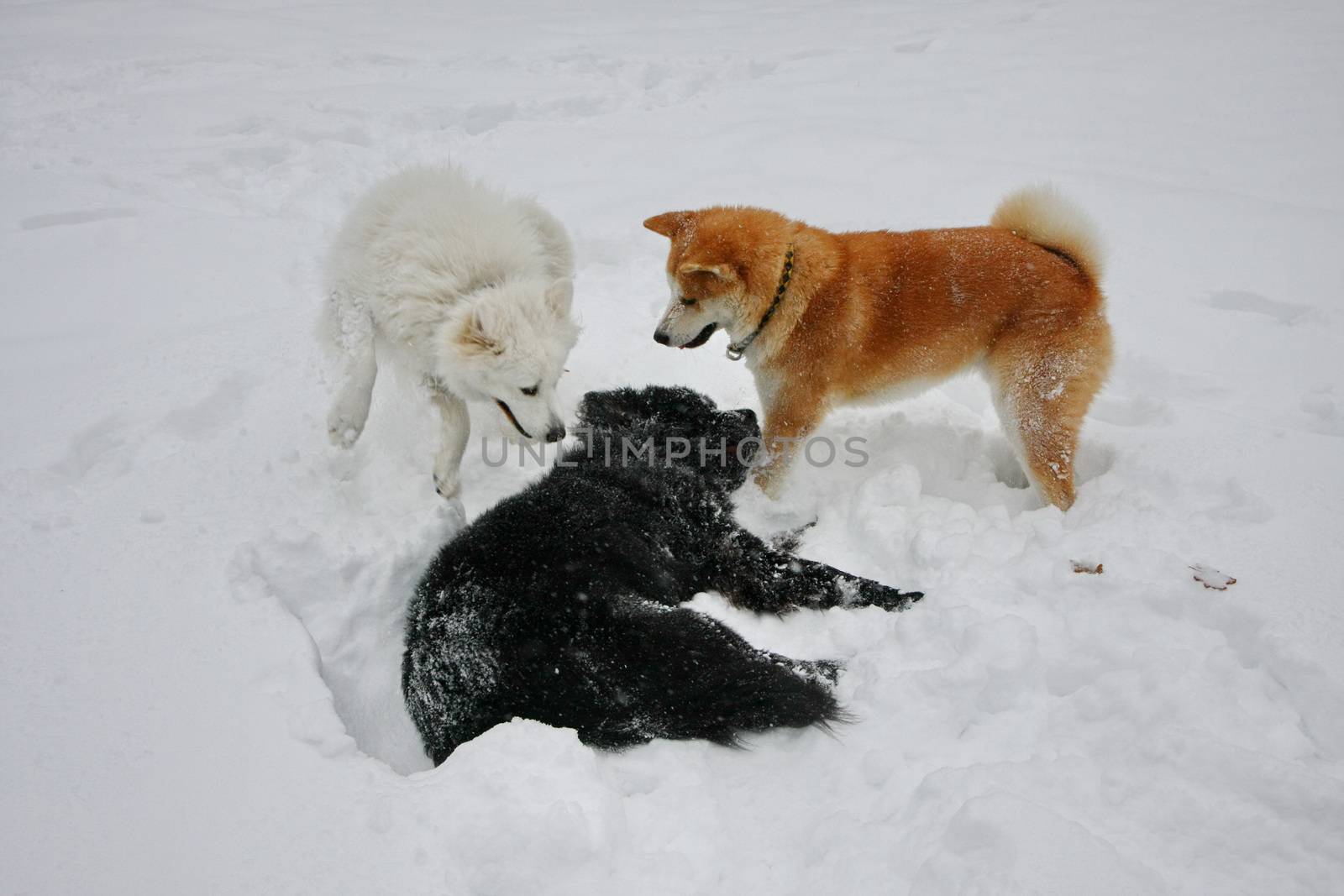 Puppies of Akita Inu, Samoyed and Newfoundlander playing in the snow