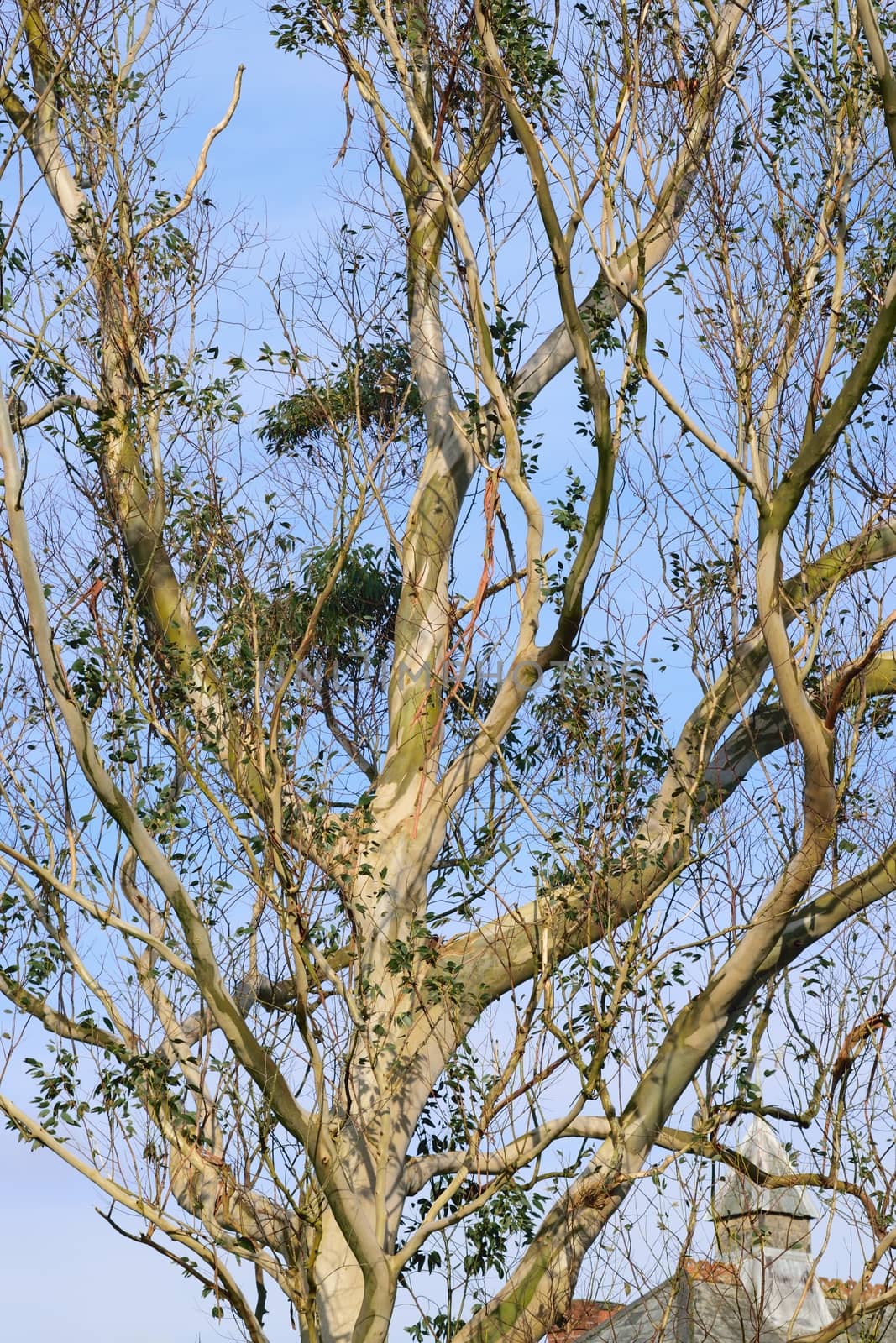 Images of trees without their leaves, taken in the depth of winter.