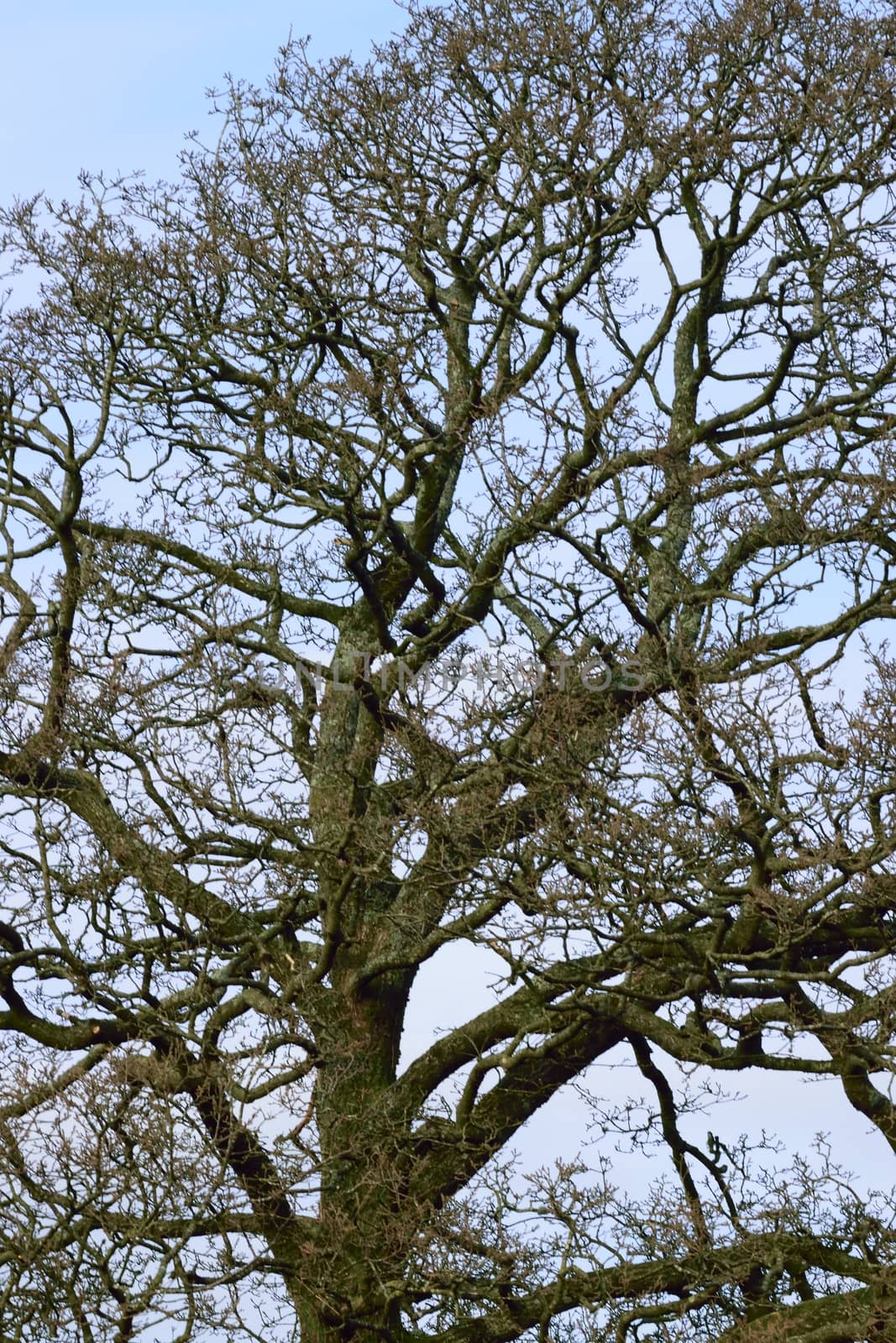 Images of trees without their leaves, taken in the depth of winter.