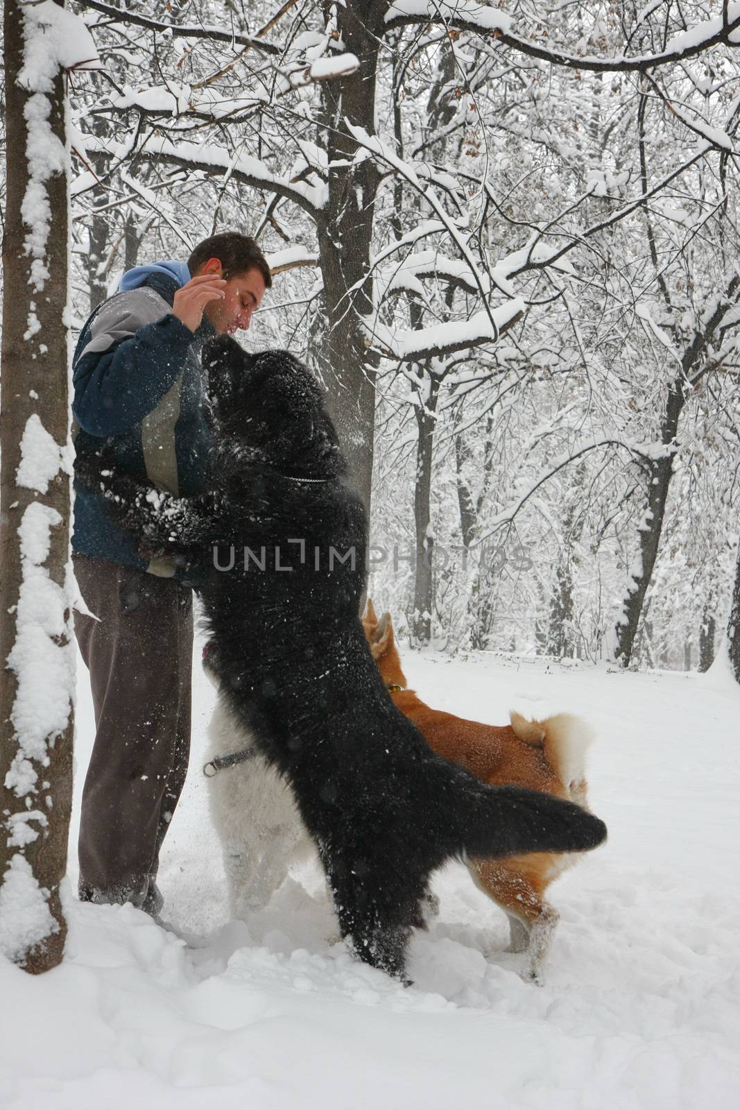 Man playing with three dogs in the forest covered with snow