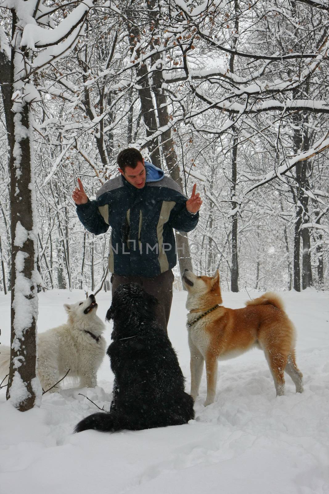 Man educating three dogs in the forest covered with snow