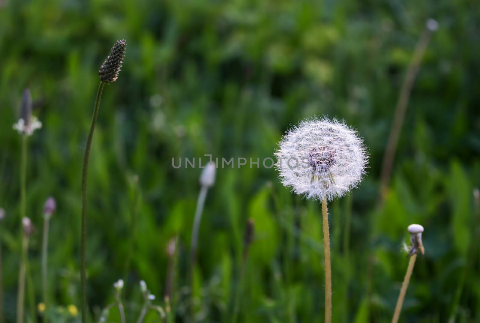 Meadow in the early morning. Its green fresh color contrasting with a white bright color of dandelion.