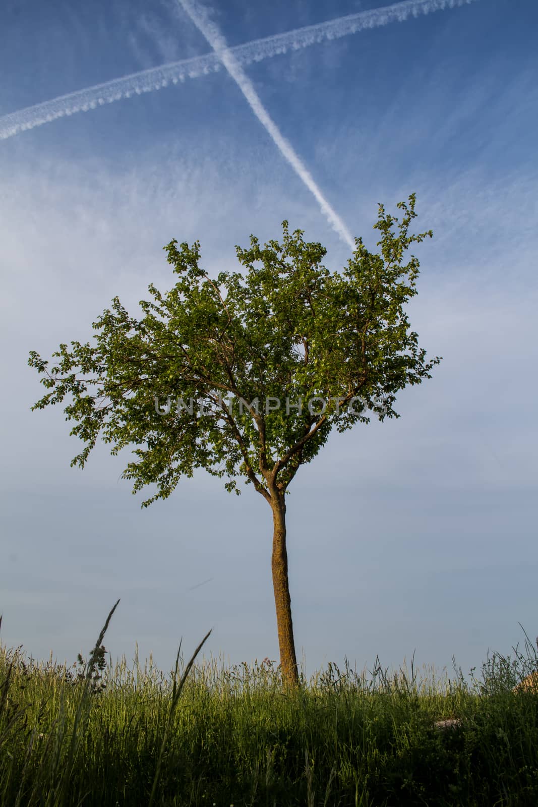 Lonely tree in the meadow. Summer blue sky with some clouds. Trail cross in the sky.