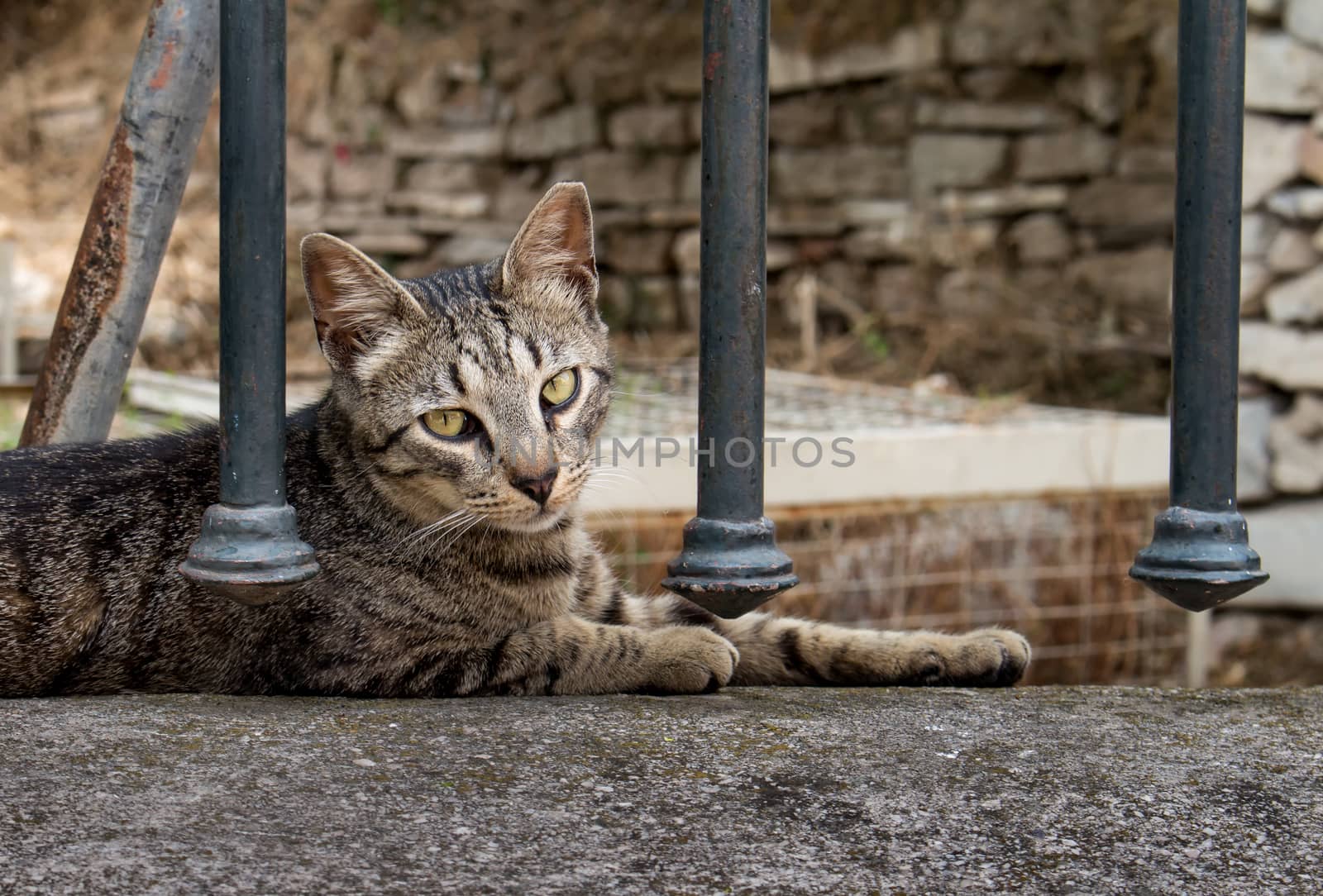 Portrait of a calm relaxing striped domestic cat, relaxing on the cold stone of the fence during a hot day.