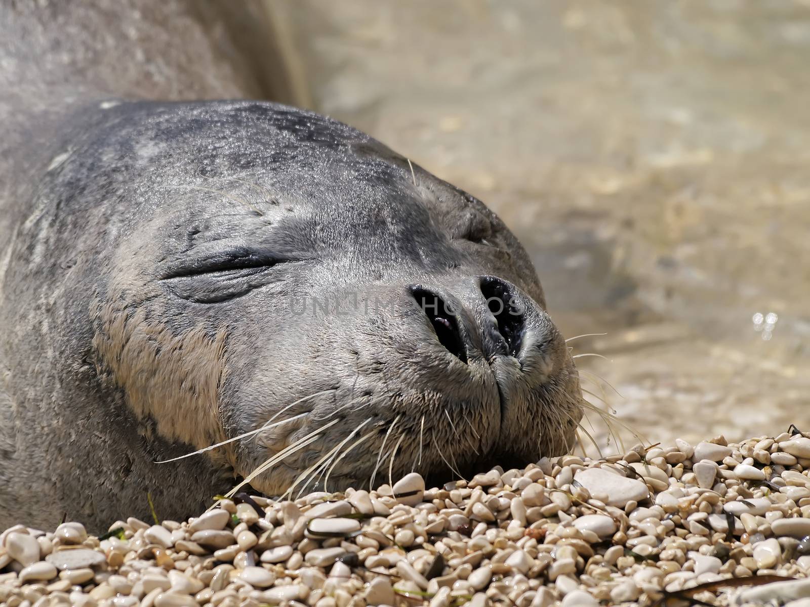 Mediterranean monk seal by sewer12