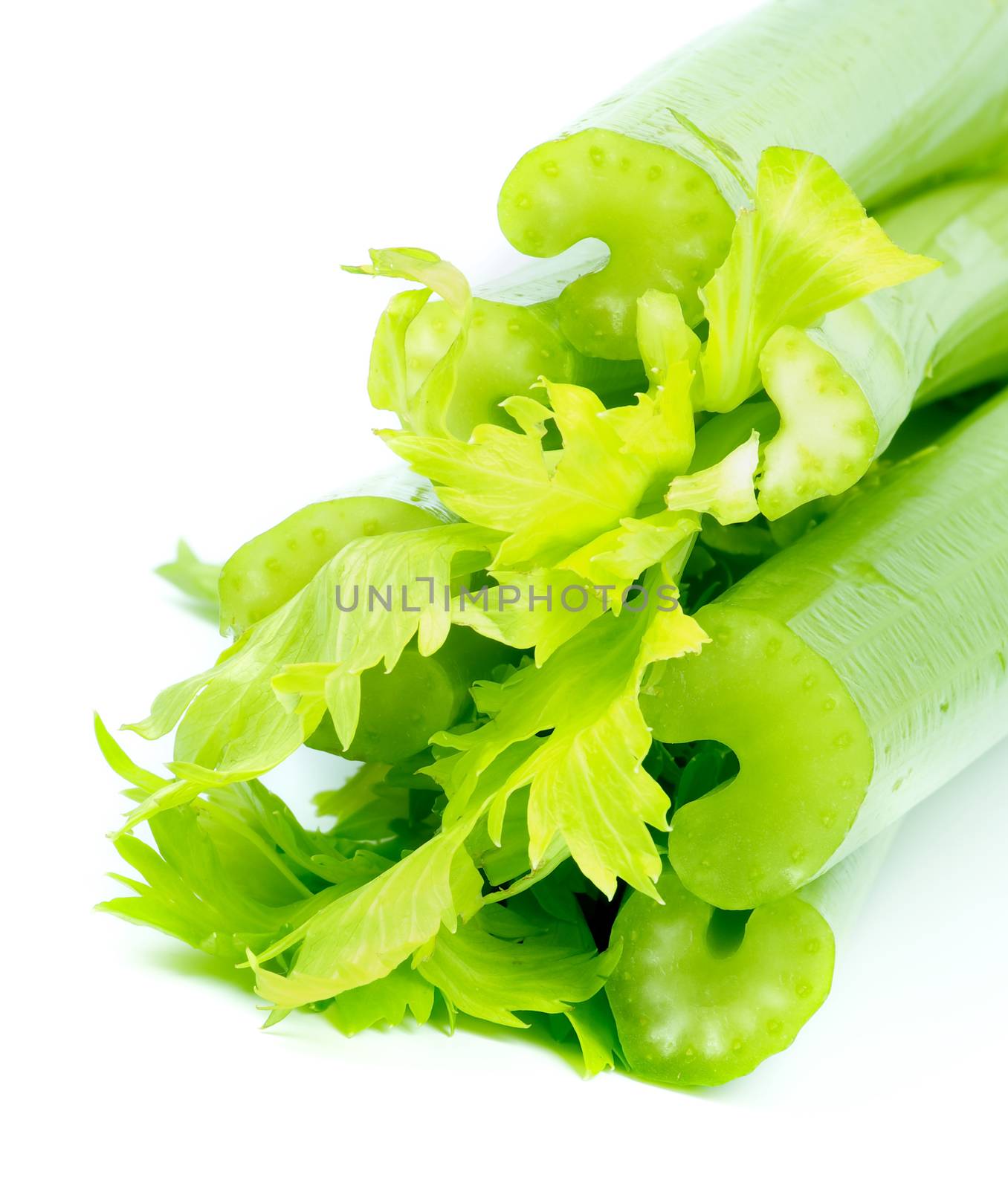 Stalks of Fresh Raw Celery with Leafs closeup on white background